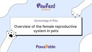 Pawfect Guidance with Dr. Umesh Shinde | Gynecology in Pets