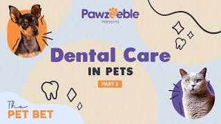 Dr. Hitesh Swali: Part 2 | Beyond the Brush: Elevating Your Pet's Dental Care Routine!